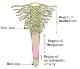 Diagram of root tip showing zones of cell division, elongation, and root hair zone where maximum water absorption occurs