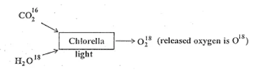 Ruben's isotope experiment using heavy oxygen O18 in water with Chlorella proving O2 comes from water