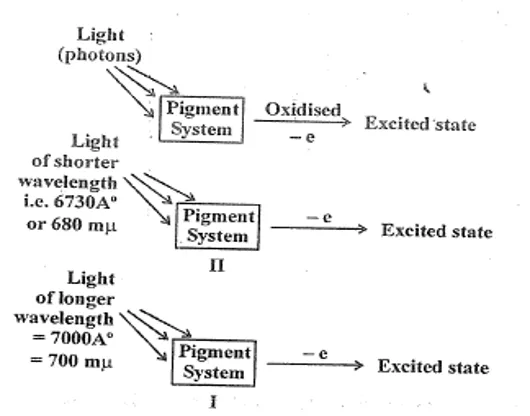 Step 1 of light reaction showing photon striking pigment molecule and exciting electrons to higher energy state