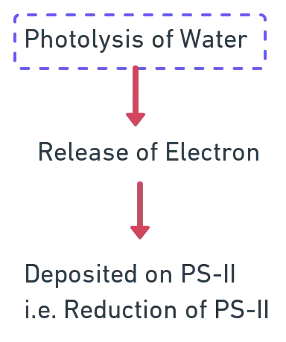 Photolysis of water at PSII showing H2O splitting into H+ ions, electrons, and O2