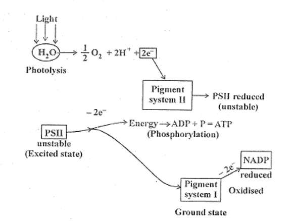 Diagram showing electrons from water replacing those lost by excited chlorophyll in PSII