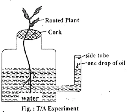 T/A experiment setup measuring transpiration to absorption ratio in plants