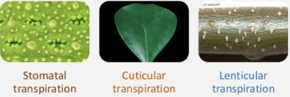 Three types of transpiration: stomatal (80-90%), cuticular (up to 20%), and lenticular (0.1%)