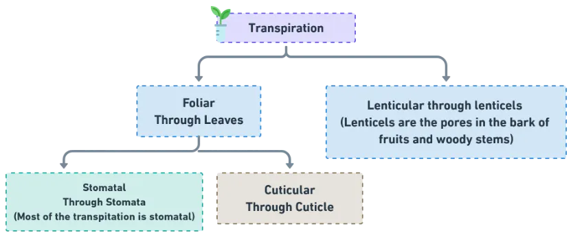 Diagram showing transpiration process with water vapour escaping from leaf stomata
