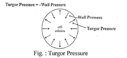 Diagram showing turgor pressure pushing outward against the cell wall and wall pressure pushing inward