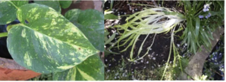Variegated leaf showing green areas with chlorophyll and yellow areas with only carotenoid pigments