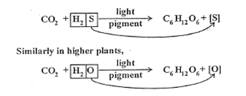 Von Niel's experiment with purple sulphur bacteria showing H2S as hydrogen donor analogous to H2O in green plants