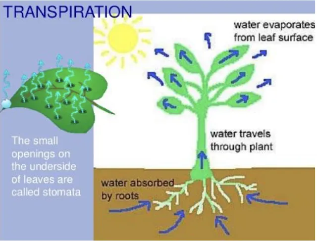Diagram showing the six major functions of water in plants including germination, photosynthesis, solvent action, transport, turgor pressure, and transpiration