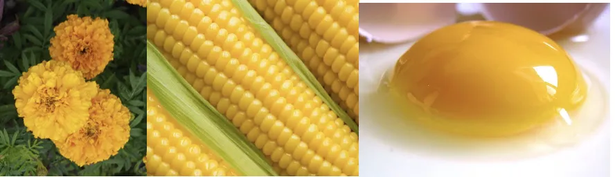 Molecular structure of xanthophyll showing oxygen-containing groups that distinguish it from carotene