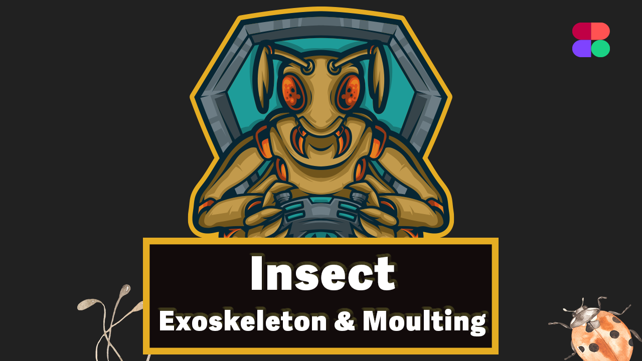 Insect Exoskeleton & Moulting Lecture