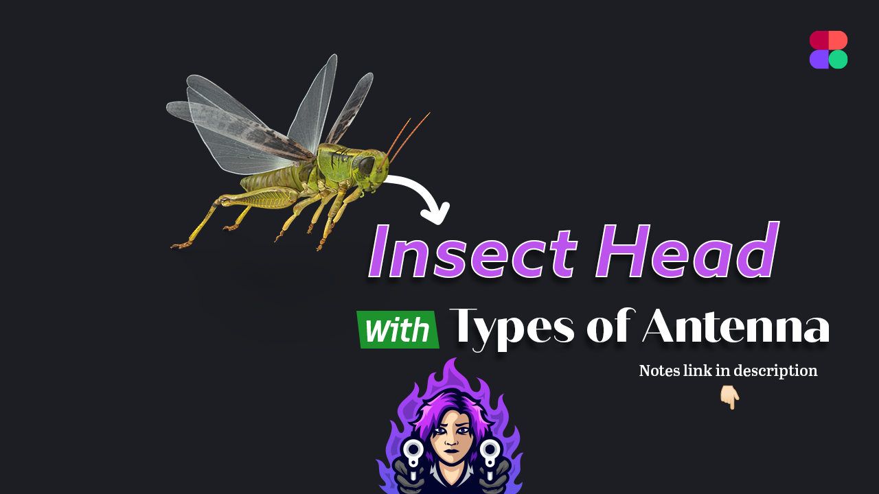 Insect Head Lecture