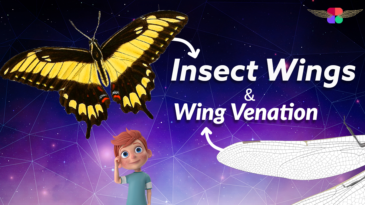 Insect Wings Lecture